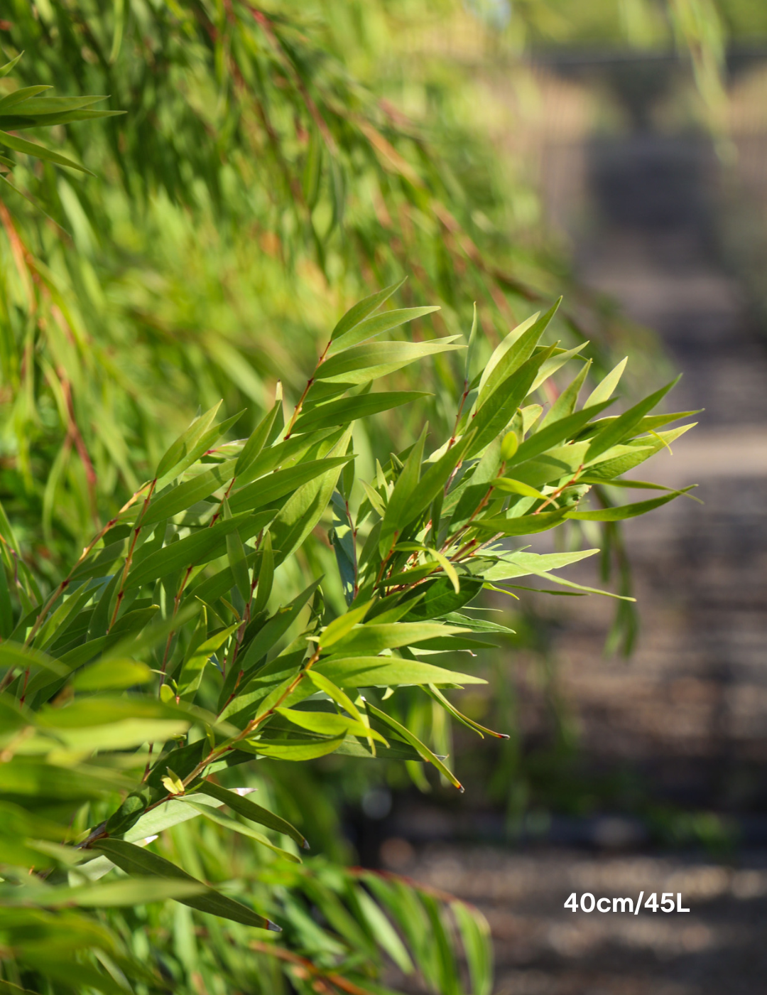 Agonis flexuosa - Evergreen Trees Direct