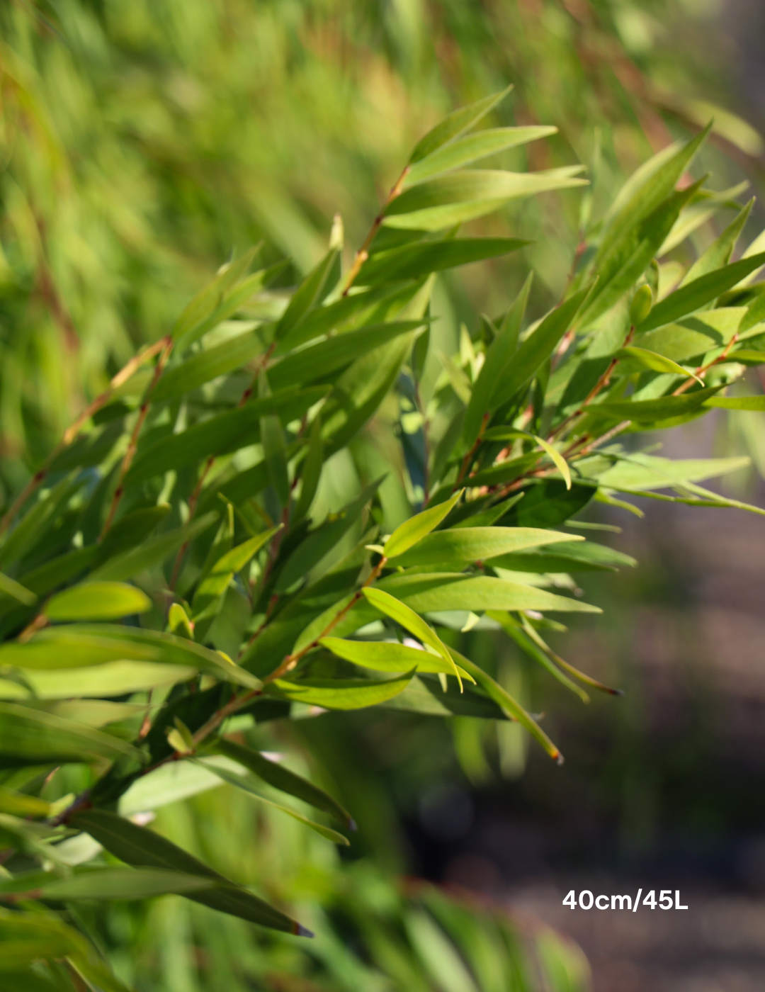Agonis flexuosa - Evergreen Trees Direct