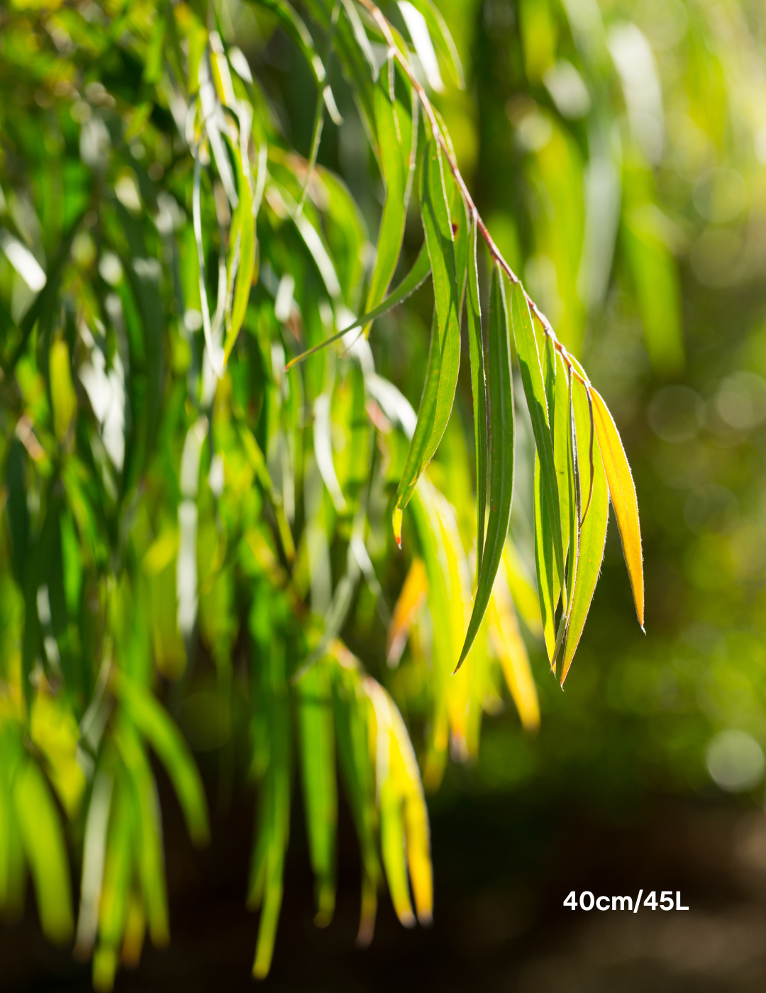 Agonis flexuosa - Evergreen Trees Direct