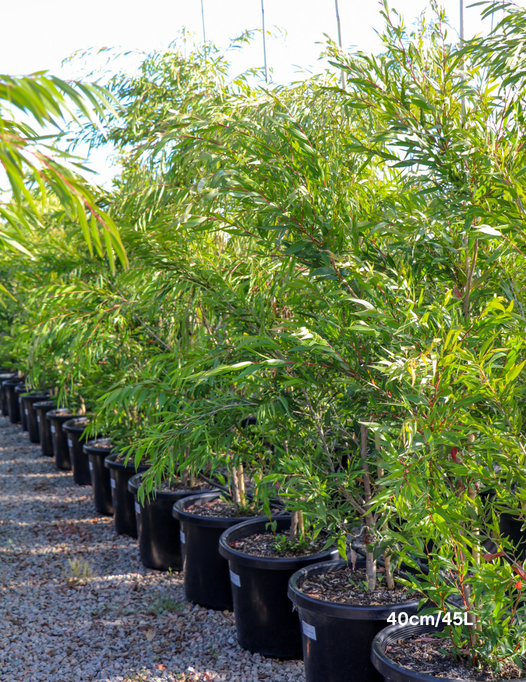 Agonis flexuosa - Evergreen Trees Direct