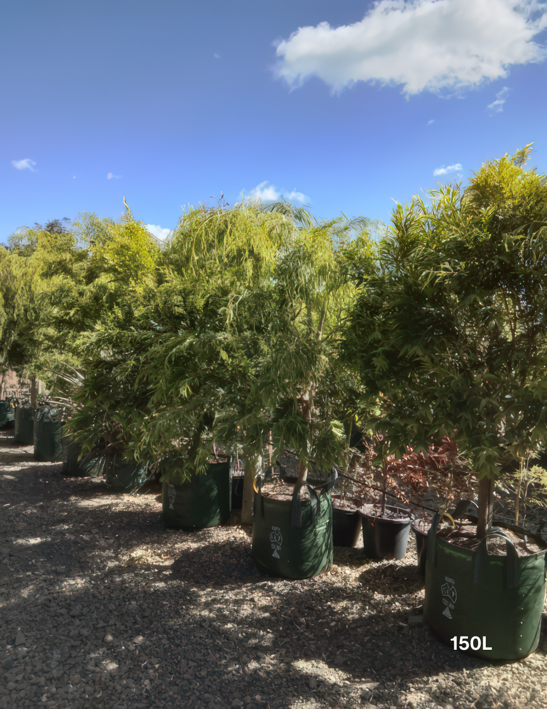 Agonis flexuosa 'Lemon & Lime' - Evergreen Trees Direct