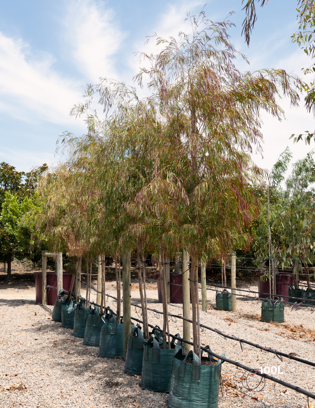 Agonis flexuosa 'Burgundy' - Burgundy Willow Myrtle - Evergreen Trees Direct