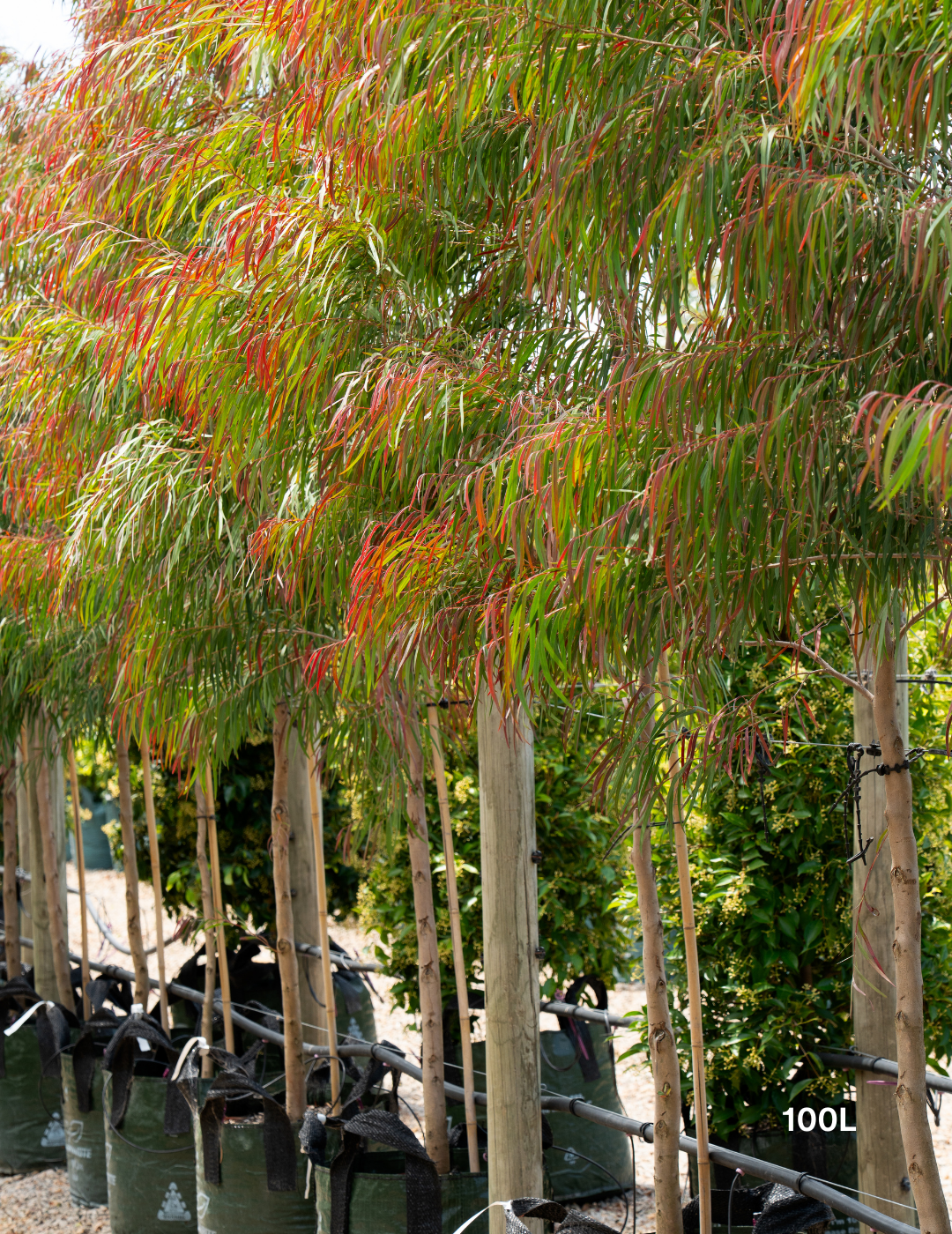 Agonis flexuosa 'Burgundy' - Burgundy Willow Myrtle - Evergreen Trees Direct