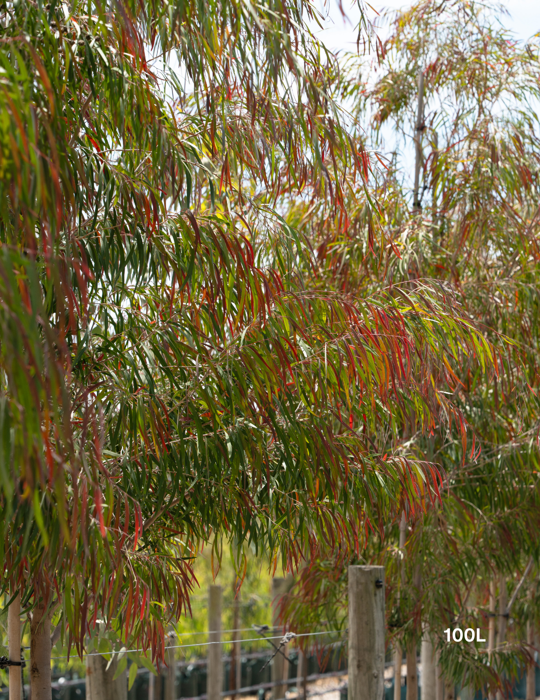 Agonis flexuosa 'Burgundy' - Burgundy Willow Myrtle - Evergreen Trees Direct