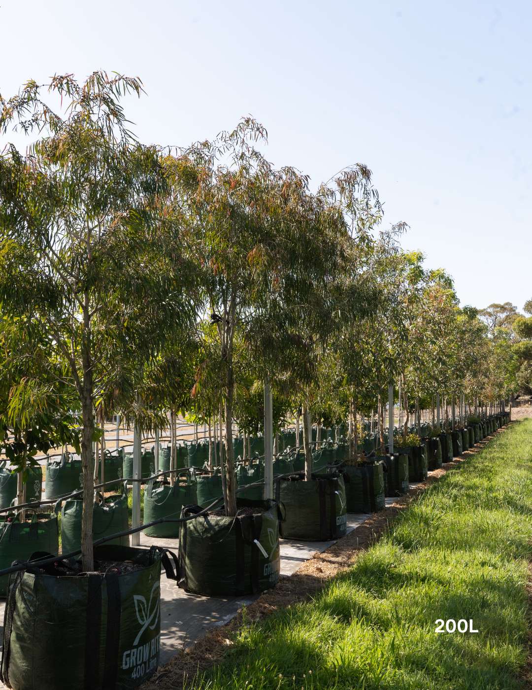 Agonis flexuosa 'Burgundy' - Burgundy Willow Myrtle - Evergreen Trees Direct
