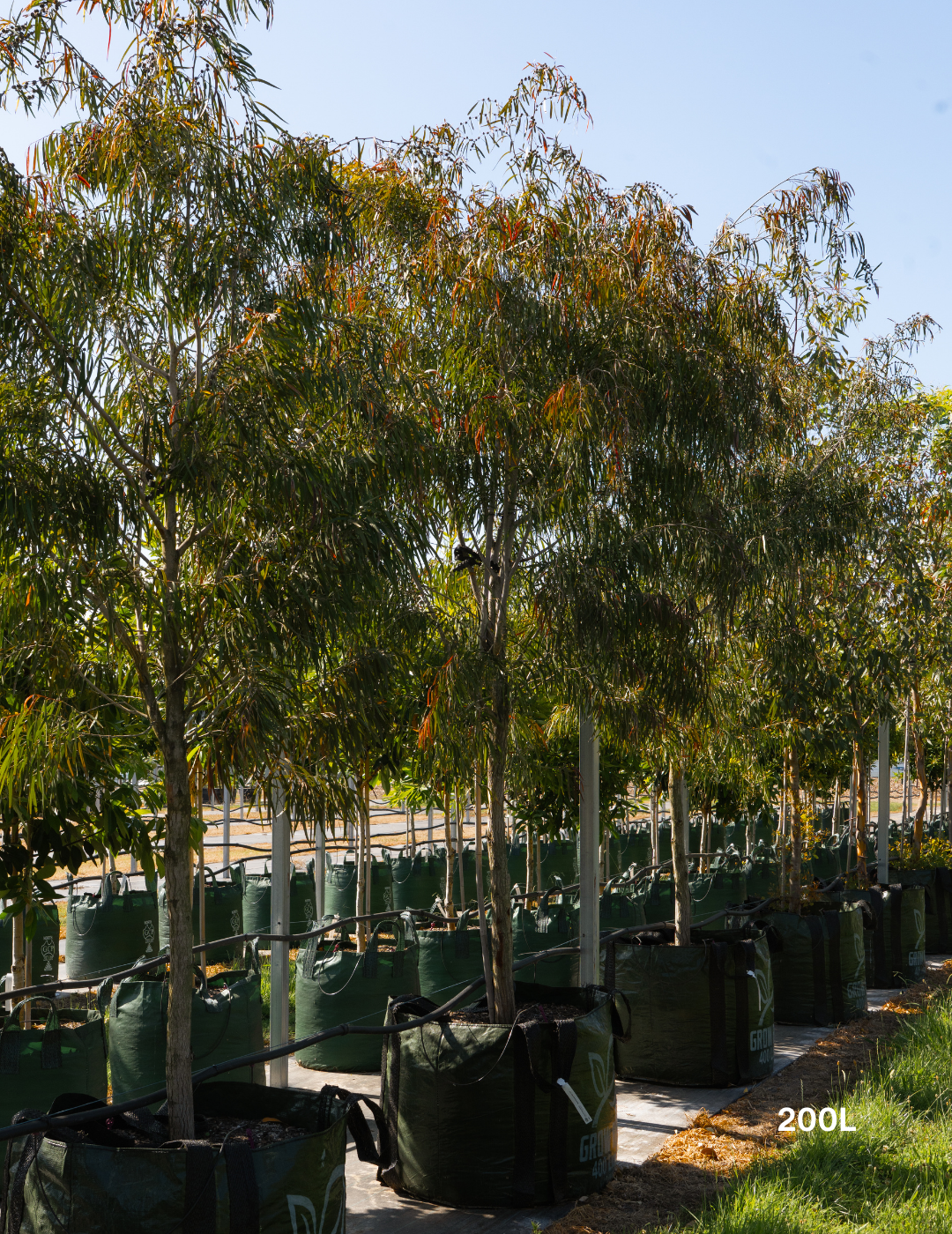 Agonis flexuosa 'Burgundy' - Burgundy Willow Myrtle - Evergreen Trees Direct