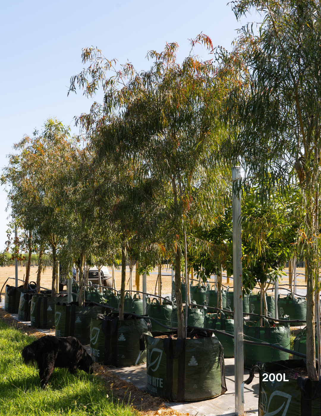 Agonis flexuosa 'Burgundy' - Burgundy Willow Myrtle - Evergreen Trees Direct