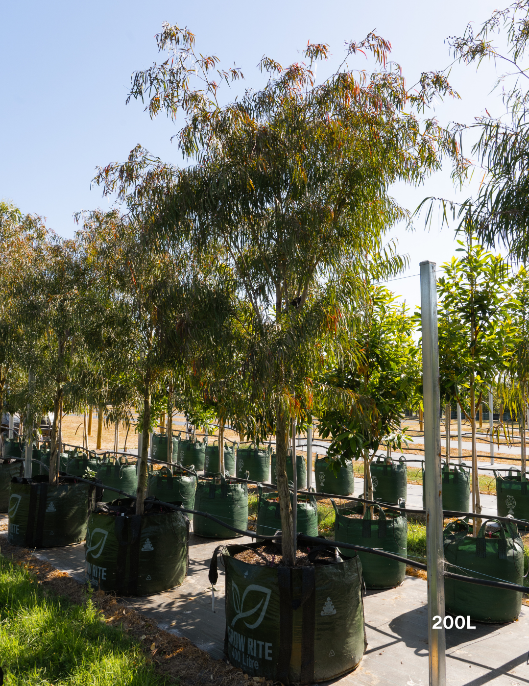 Agonis flexuosa 'Burgundy' - Burgundy Willow Myrtle - Evergreen Trees Direct