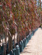 Agonis flexuosa 'Burgundy' - Burgundy Willow Myrtle