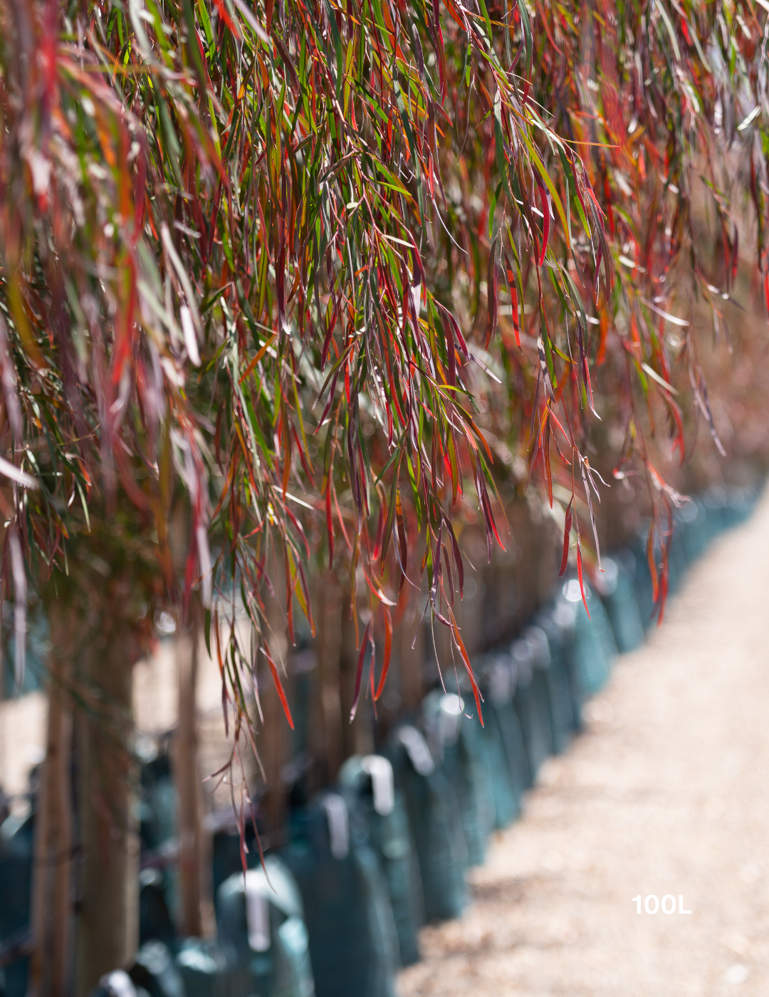 Agonis flexuosa 'Burgundy' - Burgundy Willow Myrtle - Evergreen Trees Direct