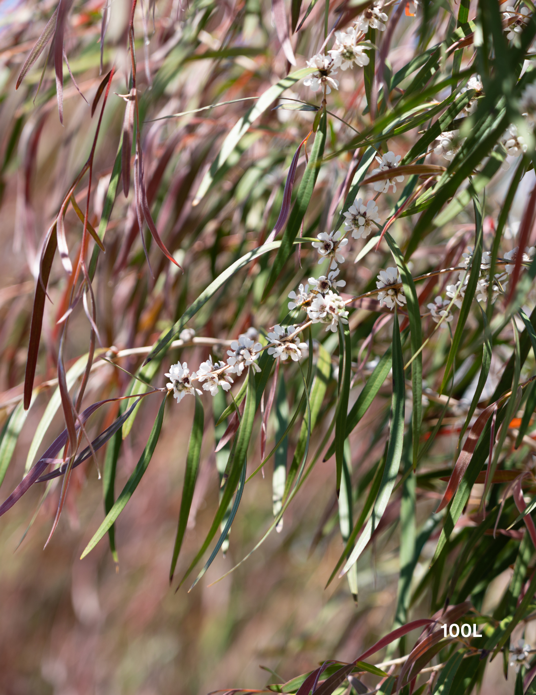 Agonis flexuosa 'Burgundy' - Burgundy Willow Myrtle - Evergreen Trees Direct