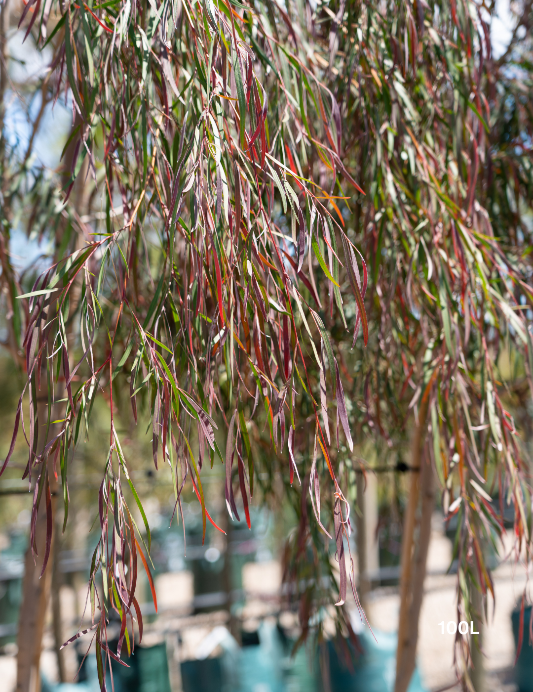 Agonis flexuosa 'Burgundy' - Burgundy Willow Myrtle - Evergreen Trees Direct