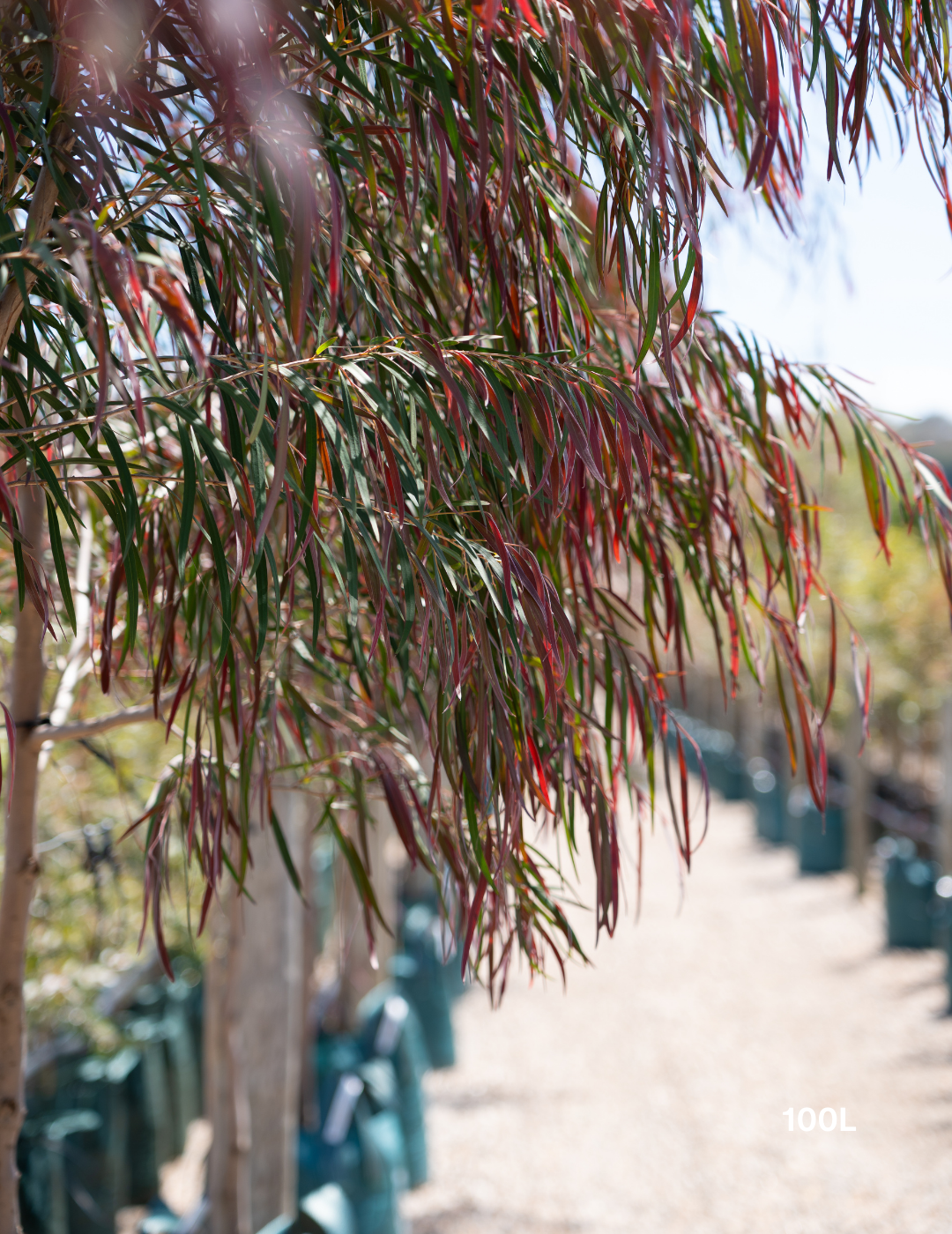 Agonis flexuosa 'Burgundy' - Burgundy Willow Myrtle - Evergreen Trees Direct