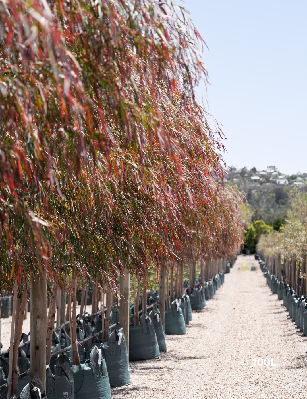 Agonis flexuosa 'Burgundy' - Burgundy Willow Myrtle - Evergreen Trees Direct