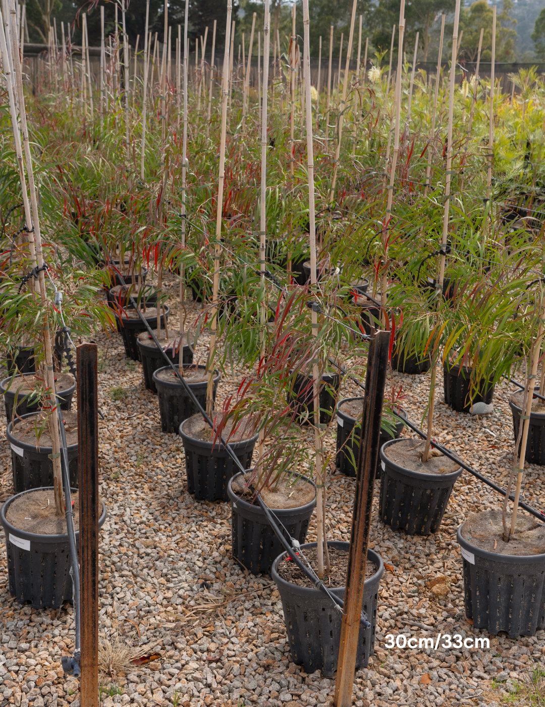 Agonis flexuosa 'Burgundy' - Burgundy Willow Myrtle - Evergreen Trees Direct