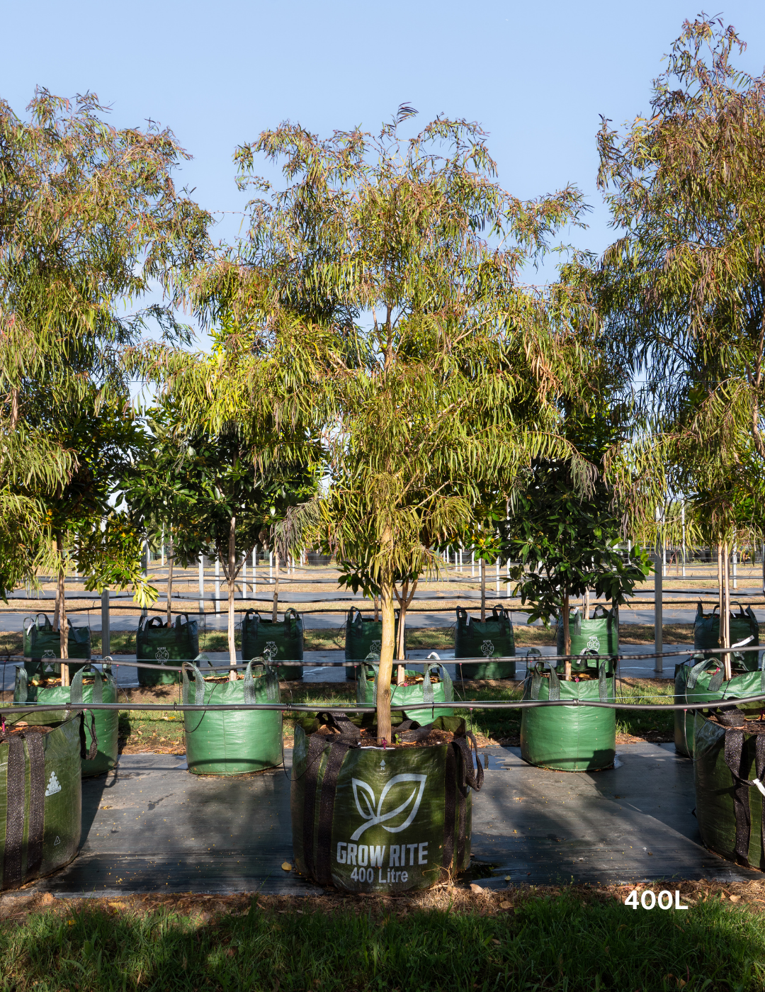 Agonis flexuosa 'Burgundy' - Burgundy Willow Myrtle - Evergreen Trees Direct