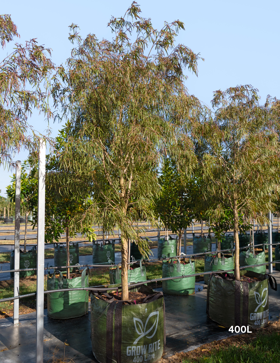 Agonis flexuosa 'Burgundy' - Burgundy Willow Myrtle - Evergreen Trees Direct