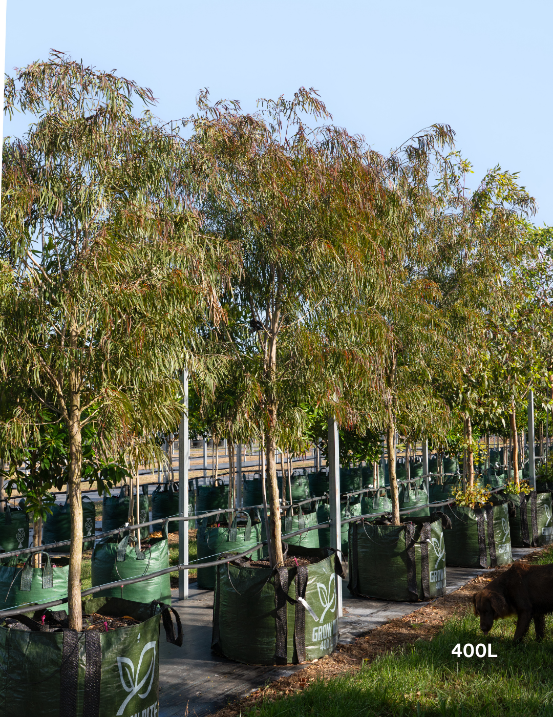 Agonis flexuosa 'Burgundy' - Burgundy Willow Myrtle - Evergreen Trees Direct