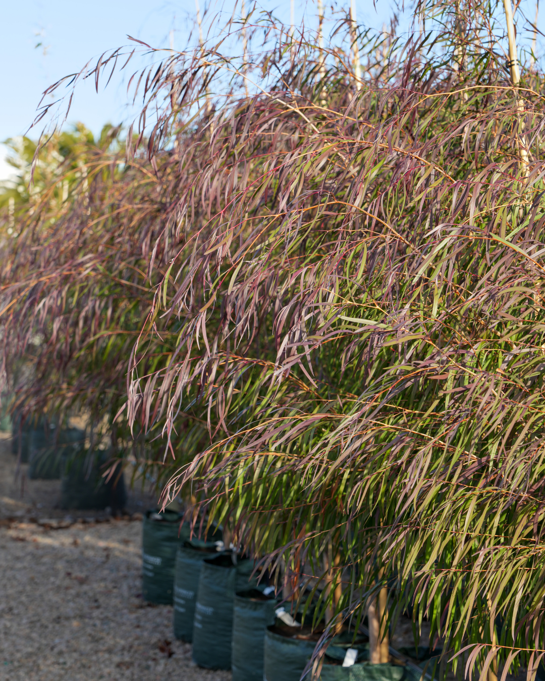 Evergreen Trees Direct