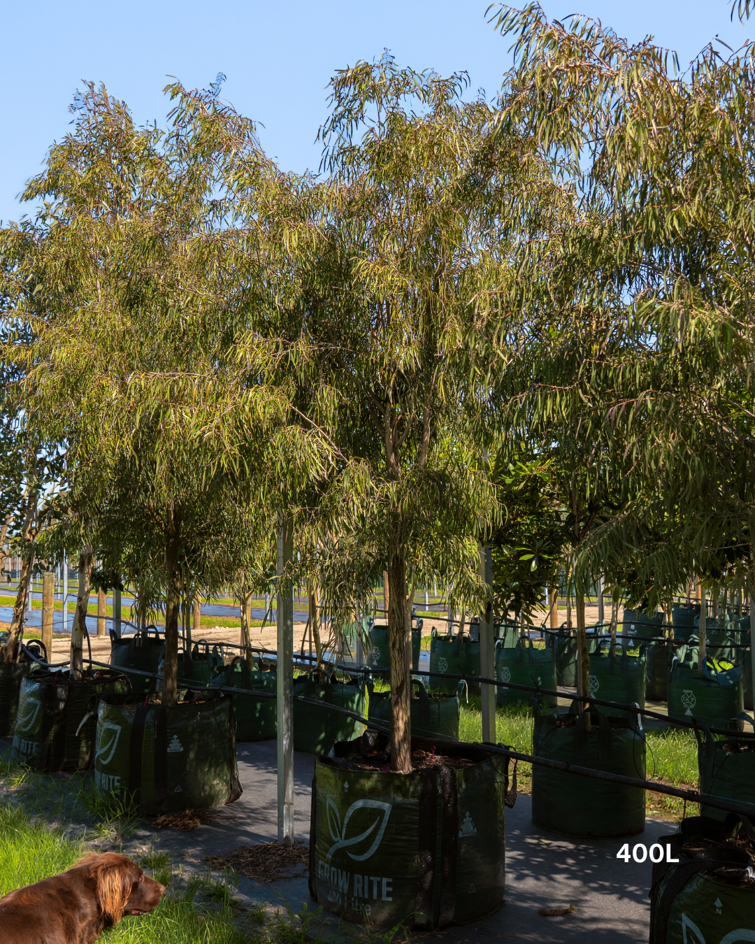Agonis flexuosa 'Burgundy' Willow Myrtle