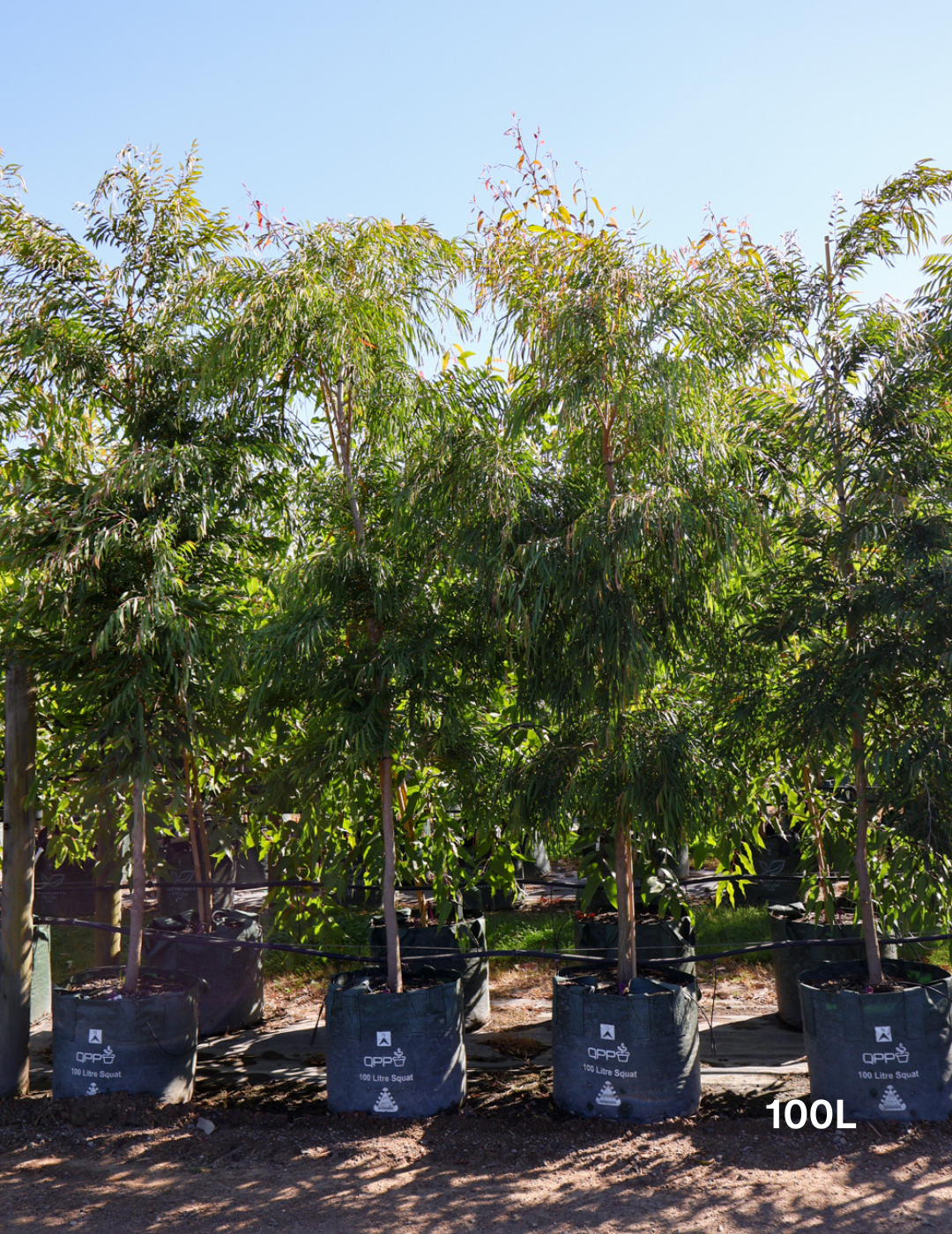 Agonis flexuosa - Evergreen Trees Direct