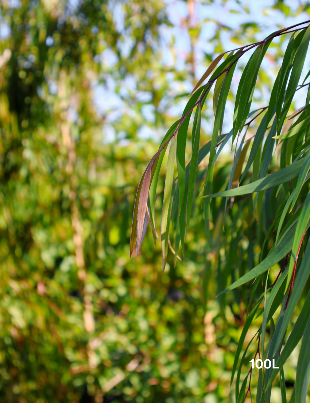Agonis flexuosa - Evergreen Trees Direct