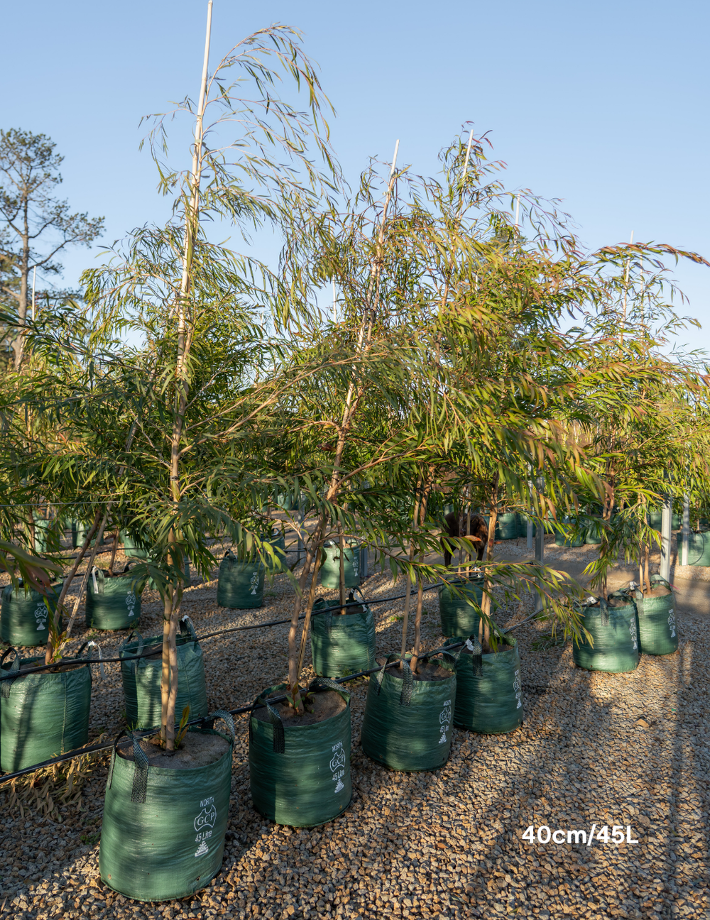 Agonis flexuosa Willow Myrtle Peppermint Tree