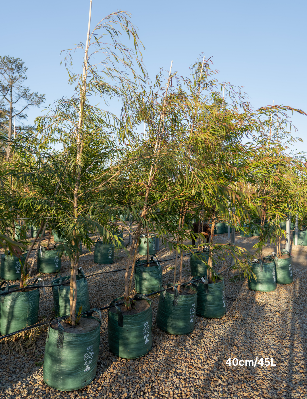Agonis flexuosa - Willow Myrtle (Peppermint Tree) - Evergreen Trees Direct