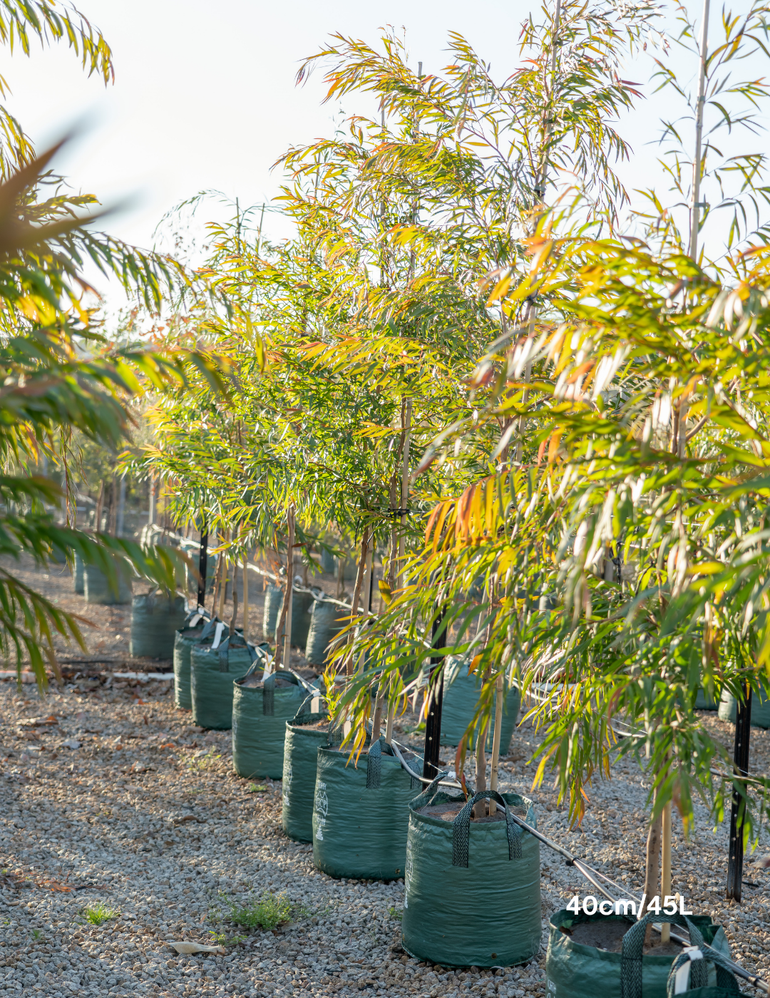 Agonis flexuosa - Willow Myrtle (Peppermint Tree) - Evergreen Trees Direct