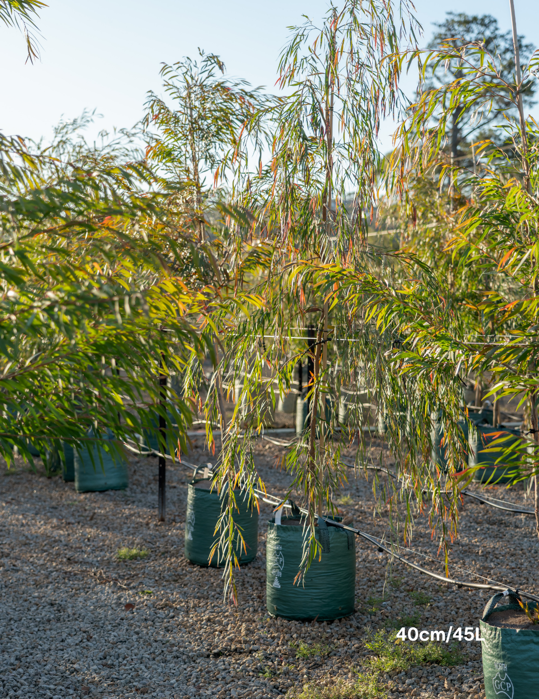 Agonis flexuosa - Willow Myrtle (Peppermint Tree) - Evergreen Trees Direct
