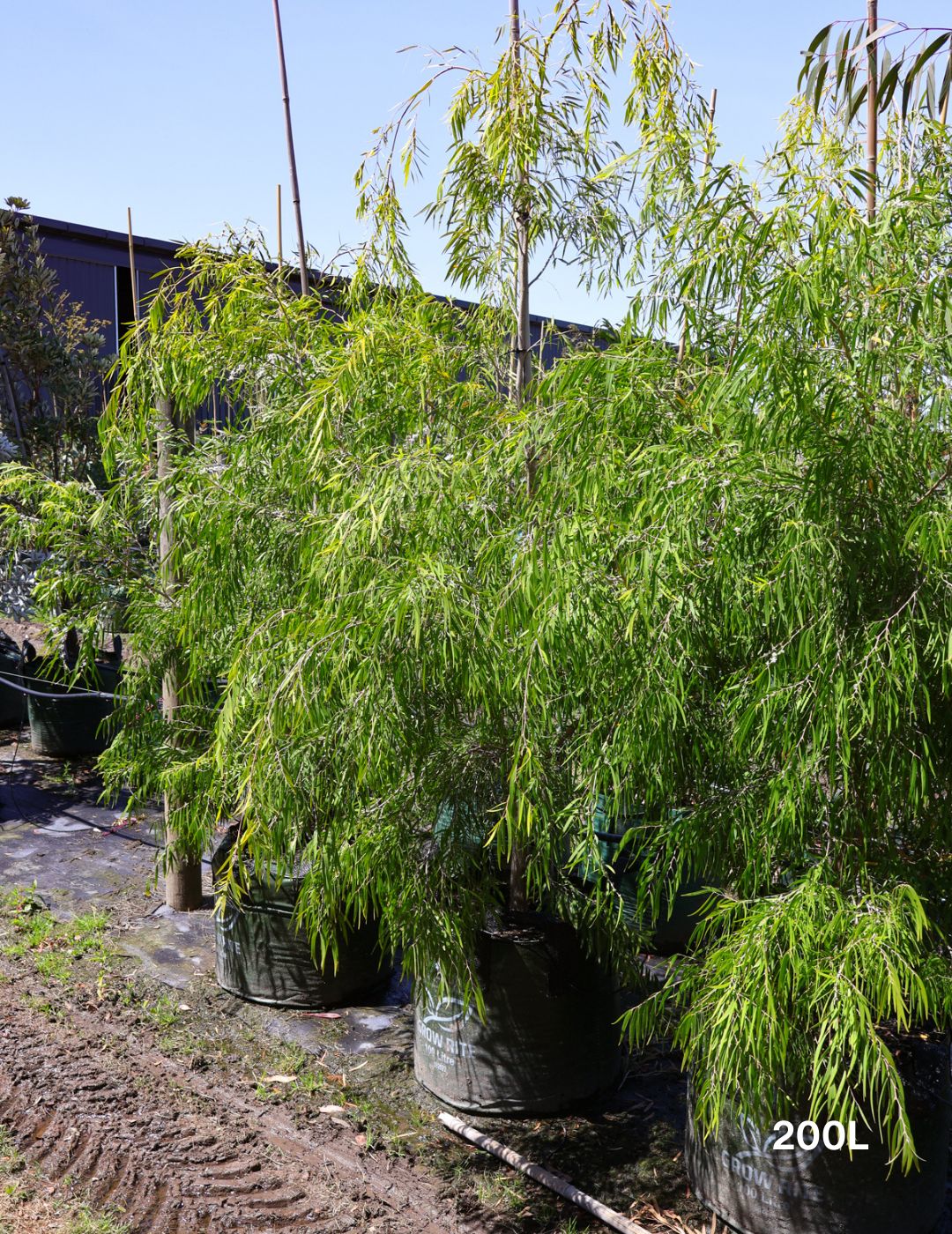 Agonis flexuosa 'Lemon & Lime' - Evergreen Trees Direct