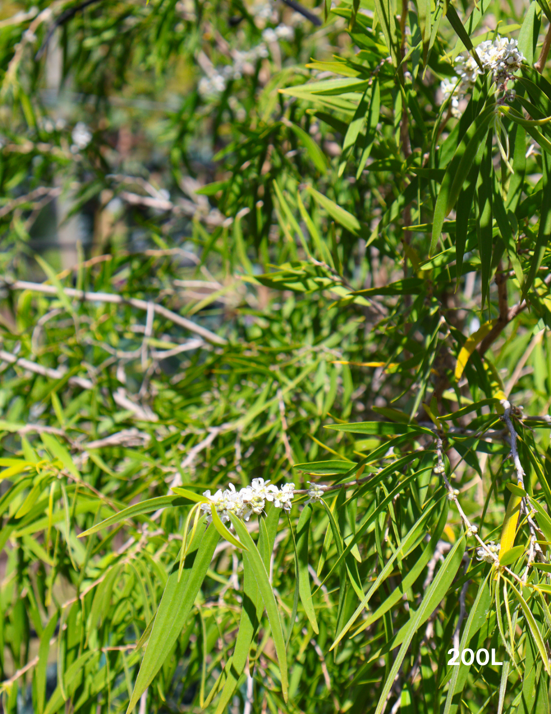 Agonis flexuosa 'Lemon & Lime' - Evergreen Trees Direct