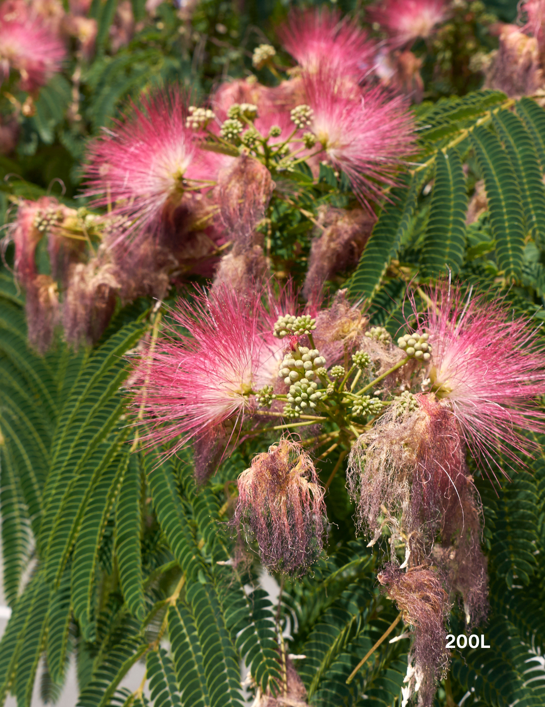 Albizia 'Persian Silk Tree' - Evergreen Trees Direct