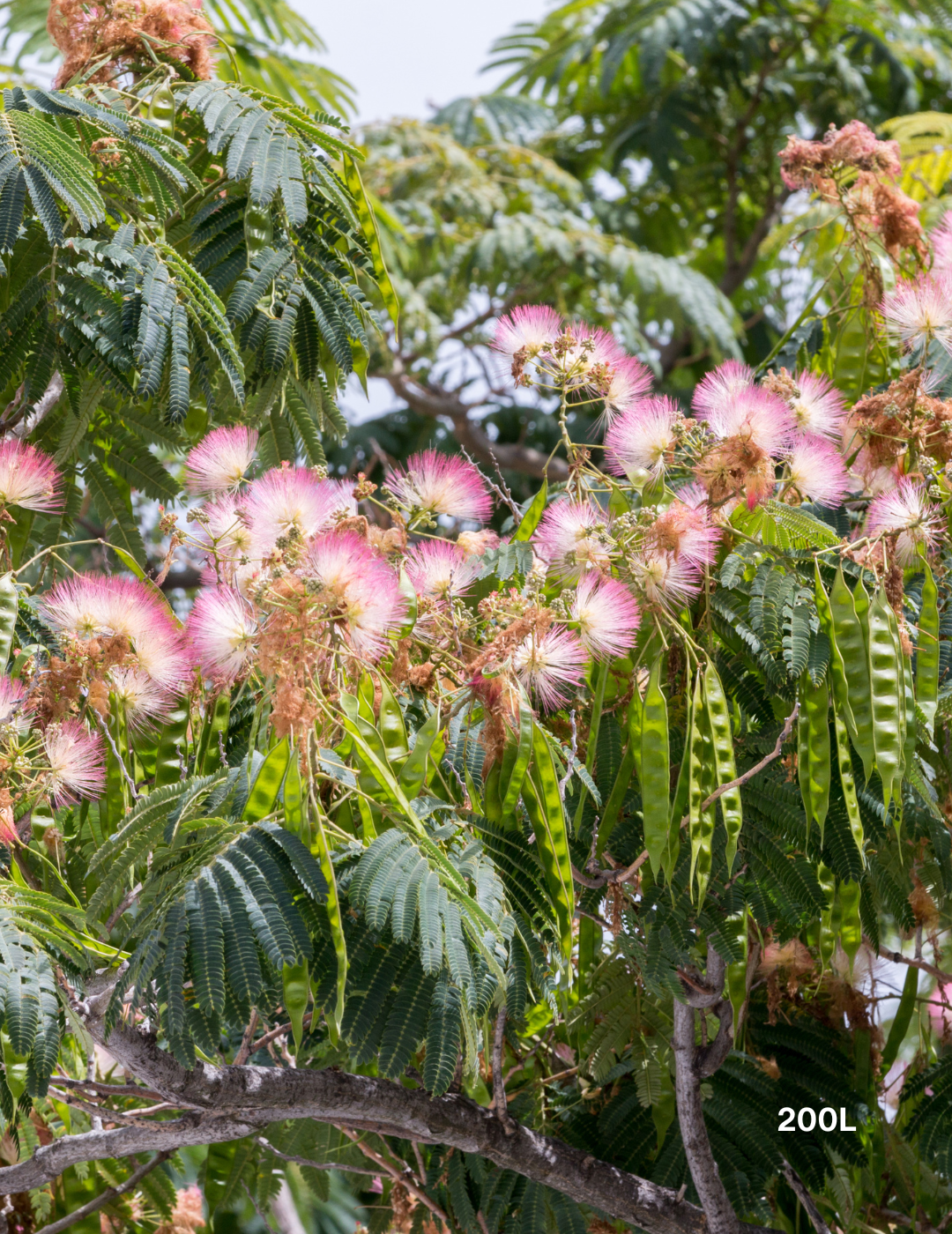 Albizia 'Persian Silk Tree' - Evergreen Trees Direct
