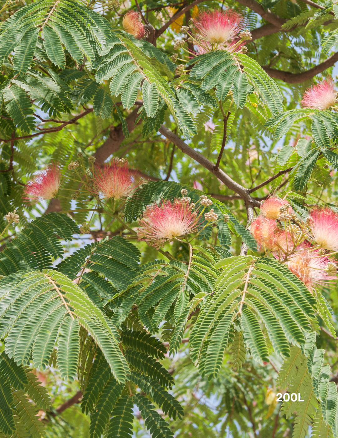 Albizia 'Persian Silk Tree' - Evergreen Trees Direct