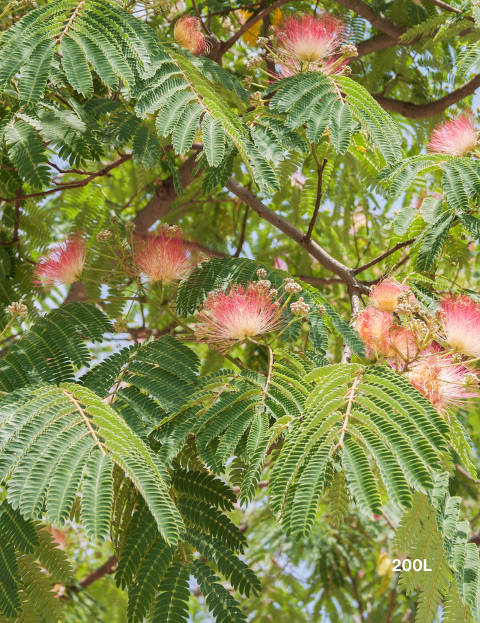 Albizia 'Persian Silk Tree' - Evergreen Trees Direct