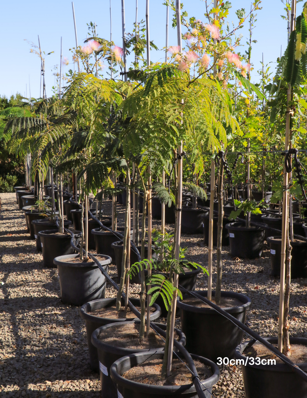 Albizia 'Persian Silk Tree' - Evergreen Trees Direct