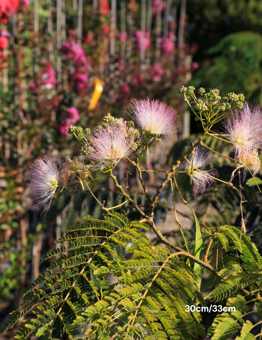 Albizia 'Persian Silk Tree' - Evergreen Trees Direct