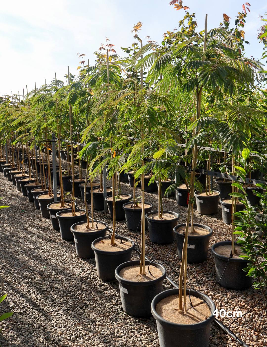 Albizia 'Persian Silk Tree' - Evergreen Trees Direct