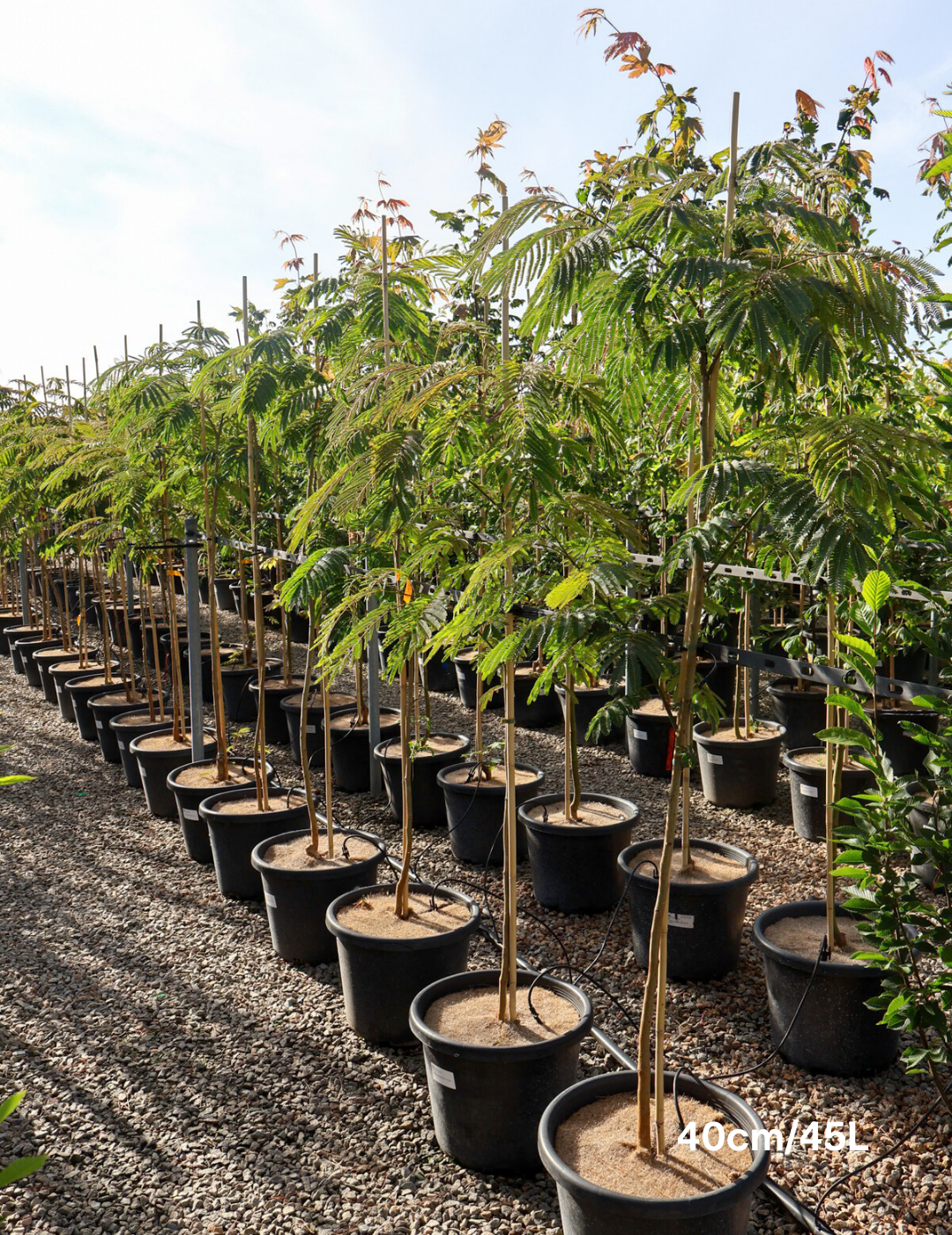 Albizia 'Persian Silk Tree' - Evergreen Trees Direct
