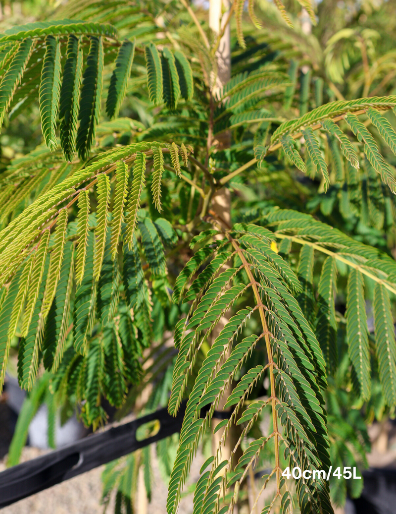 Albizia 'Persian Silk Tree' - Evergreen Trees Direct