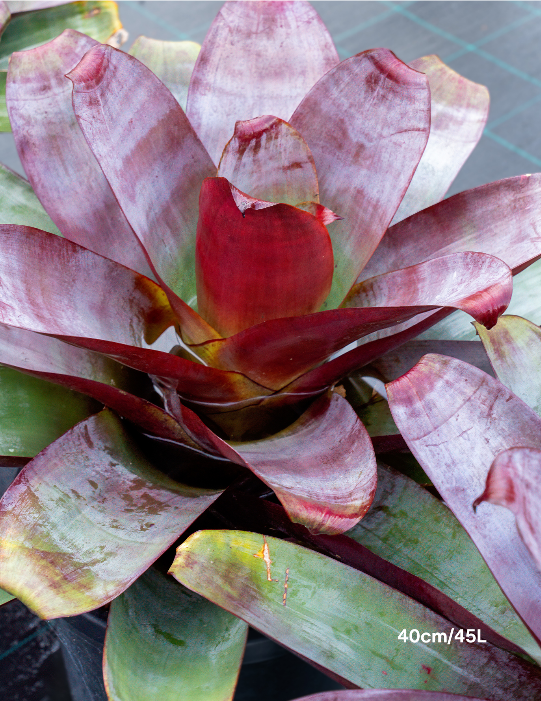 Alcantarea imperialis ‘Silver Plum’ – Silver Plum Bromeliad