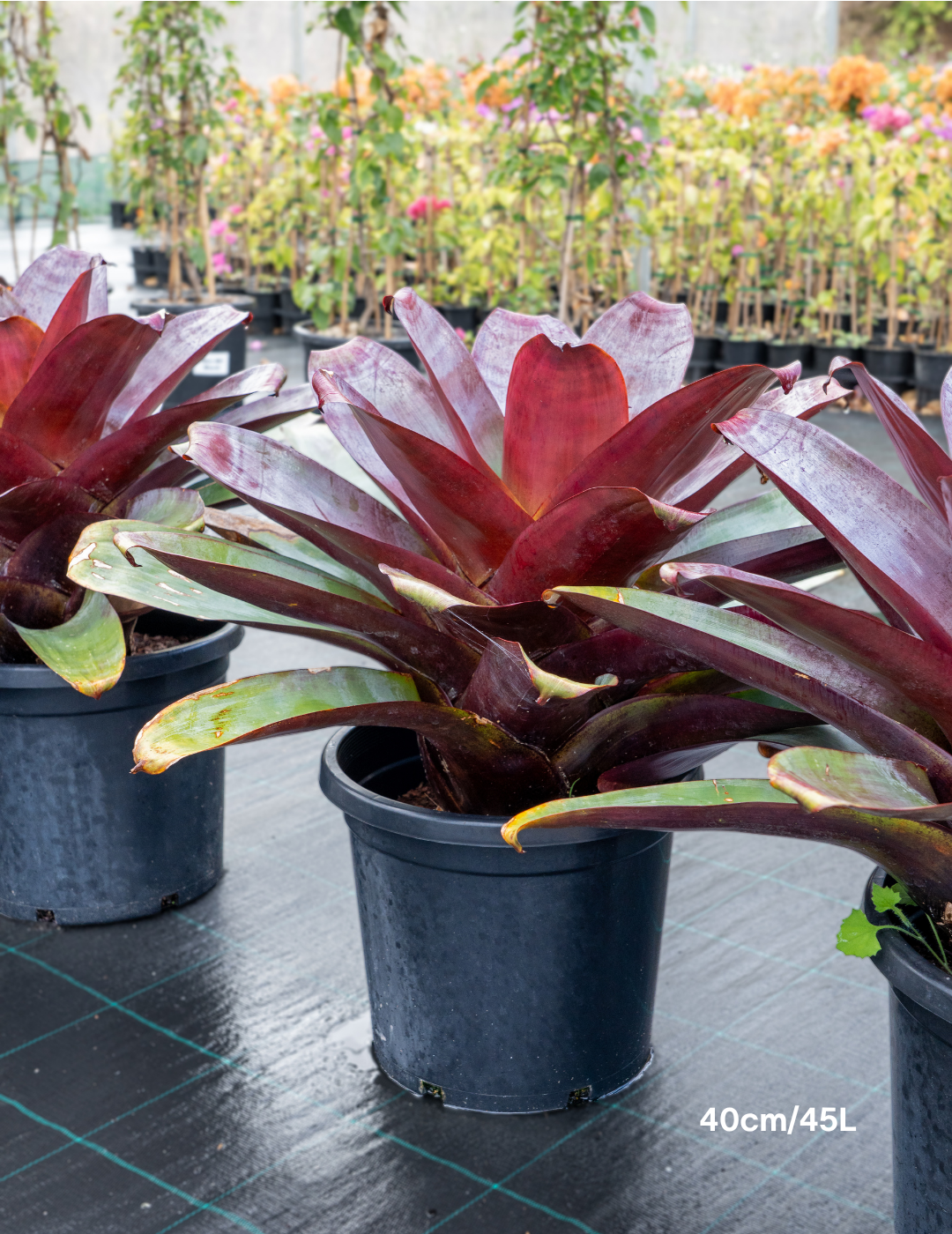 Alcantarea imperialis 'Silver Plum'