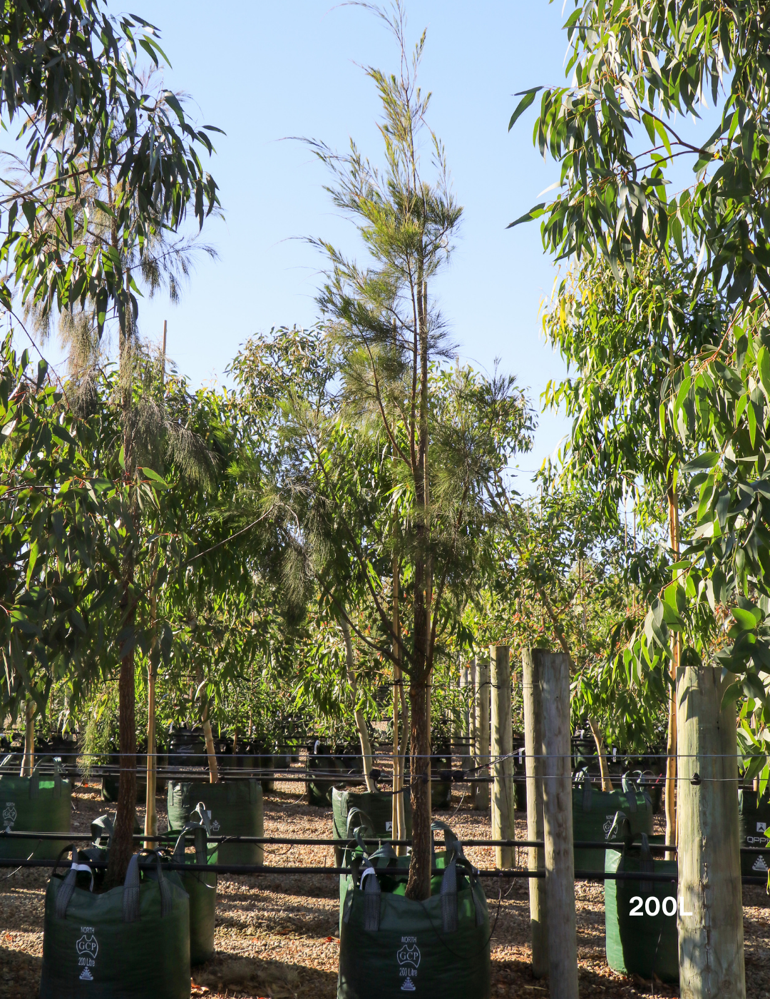 Allocasuarina torulosa - River She Oak - Evergreen Trees Direct