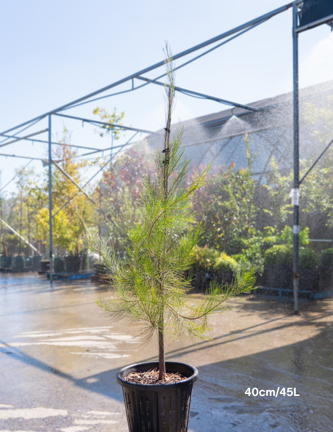 Allocasuarina verticillata - Drooping She Oak - Evergreen Trees Direct