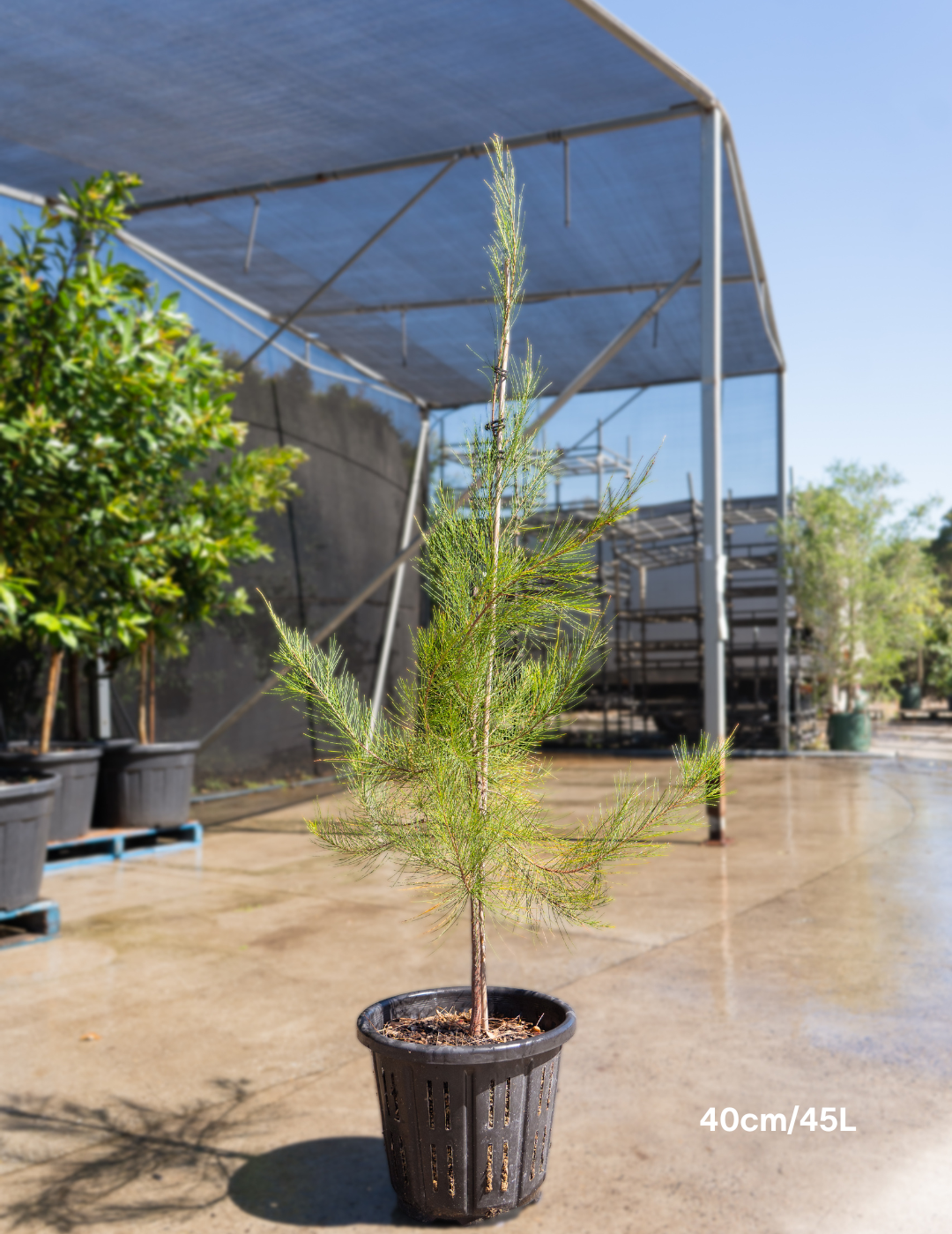 Allocasuarina verticillata - Drooping She Oak - Evergreen Trees Direct