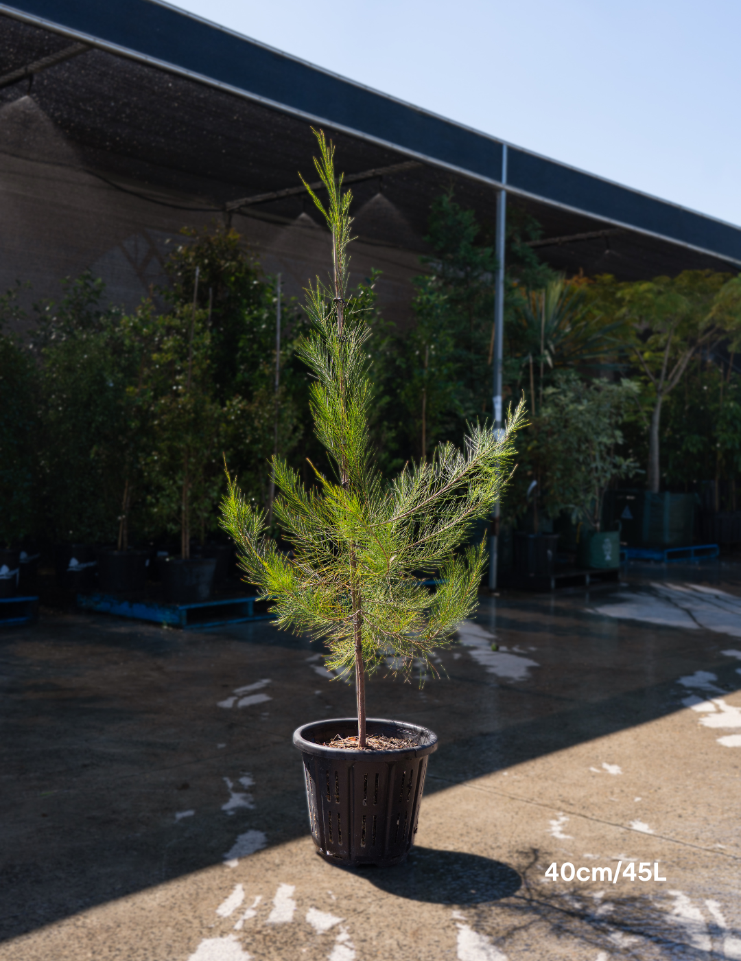 Allocasuarina verticillata - Drooping She Oak - Evergreen Trees Direct