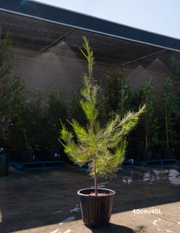 Allocasuarina verticillata - Drooping She Oak - Evergreen Trees Direct