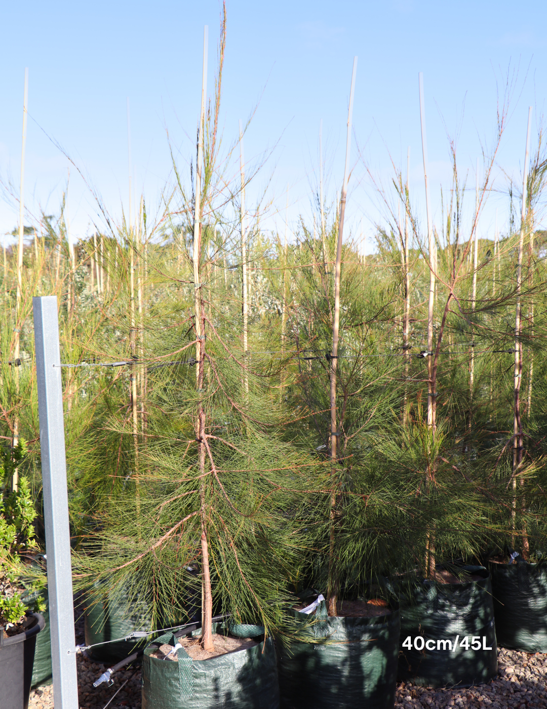 Allocasuarina littoralis - Black She Oak - Evergreen Trees Direct
