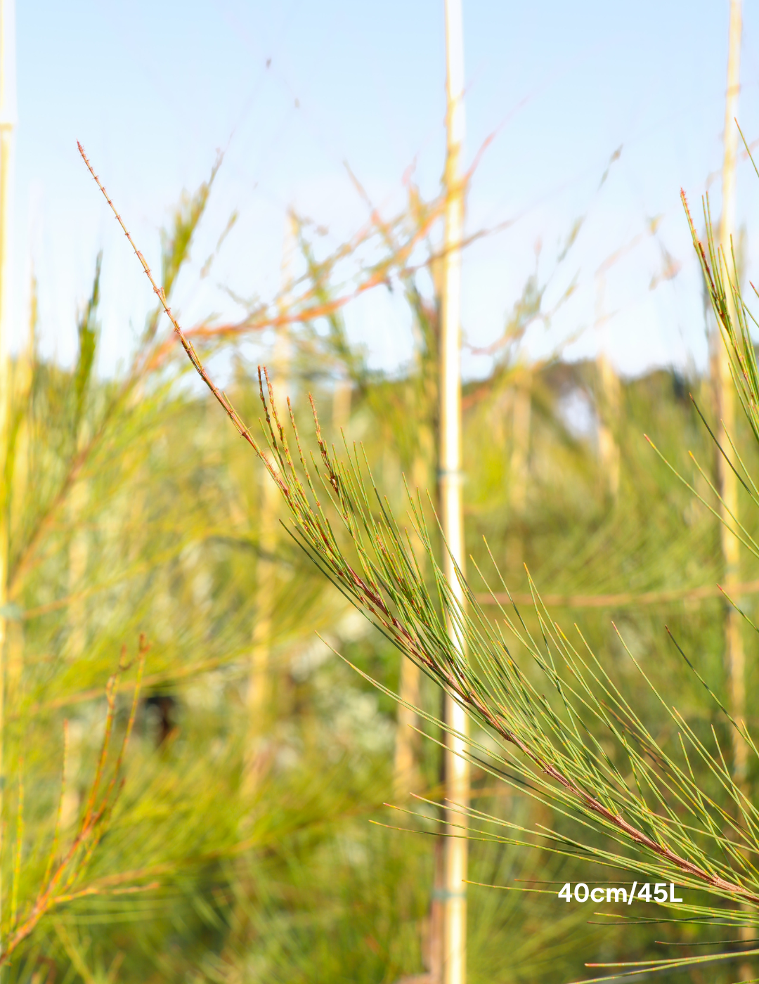Allocasuarina littoralis - Black She Oak - Evergreen Trees Direct